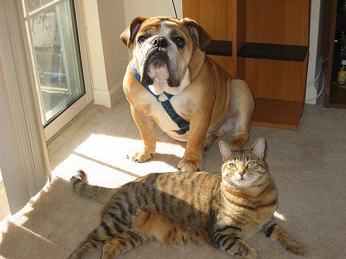 animaux de compagnie