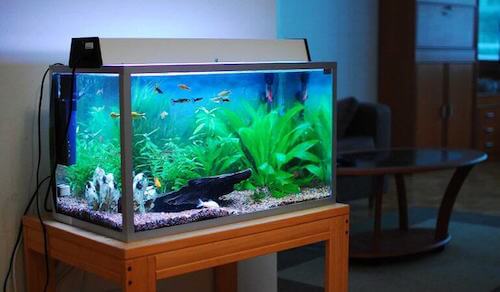 découvrez quelle est la bonne manière de nettoyer un aquarium