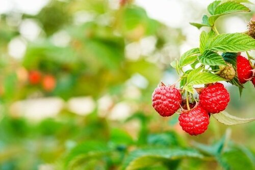 avancer l'accouchement avec des framboises