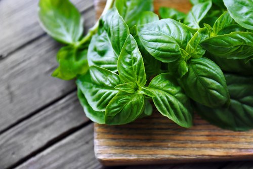 les bienfaits du basilic pour la santé