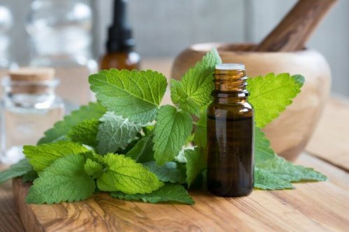 La mélisse : une plante aux nombreux bienfaits