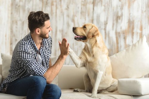bienfaits des animaux domestiques : ils nous aident à gérer notre anxiété