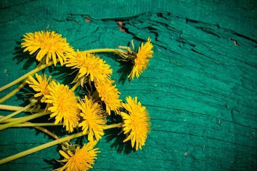 les bienfaits du pissenlit