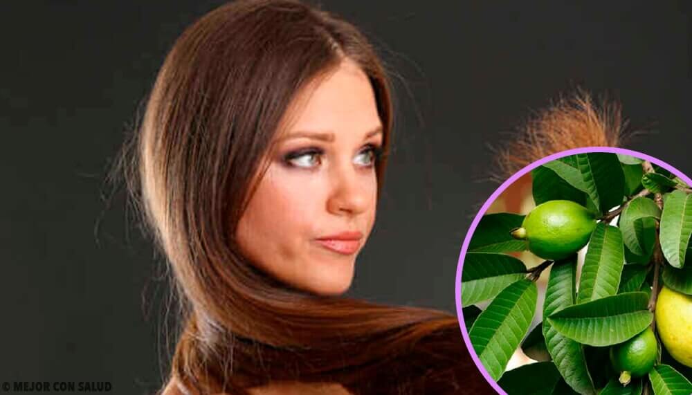 Feuille De Goyave Pour Les Cheveux Avis - Conseils Cheveux