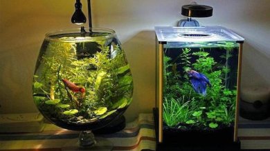 La meilleure manière de nettoyer un aquarium