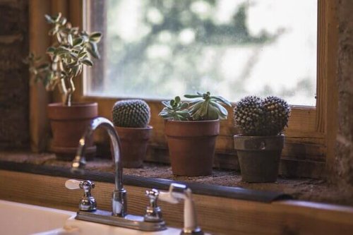 Semer vos cactus dans des paniers suspendus