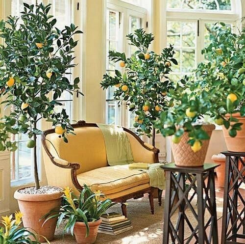 planter un arbre chez soi