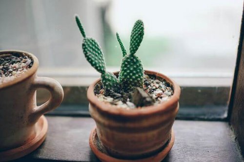 Semez vos cactus dans des tasses