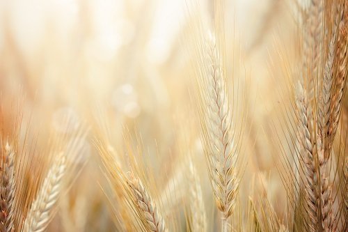 le son de blé est un aliment riche en fibres
