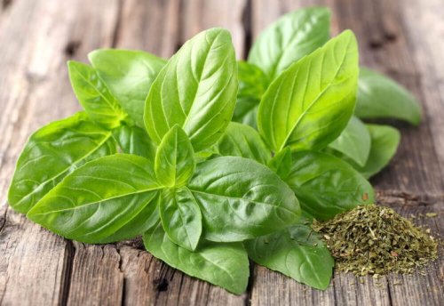Les incroyables propriétés médicinales du basilic