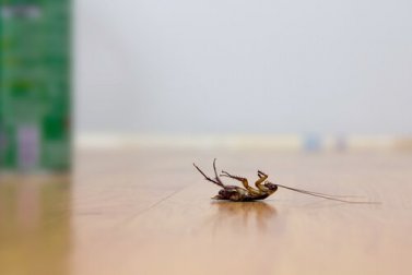 4 astuces pour repousser les cafards sans utiliser d'insecticides