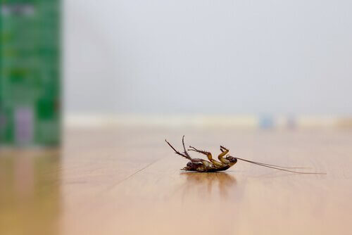 4 astuces pour repousser les cafards sans utiliser d'insecticides