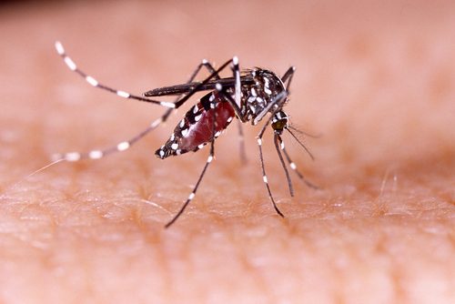 Les femelles de moustiques sont les plus intéressées par le sang humain.