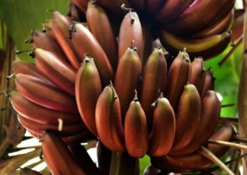 3 délicieuses recettes à la banane rouge