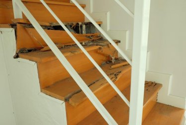 Comment éliminer les termites dans une maison ?