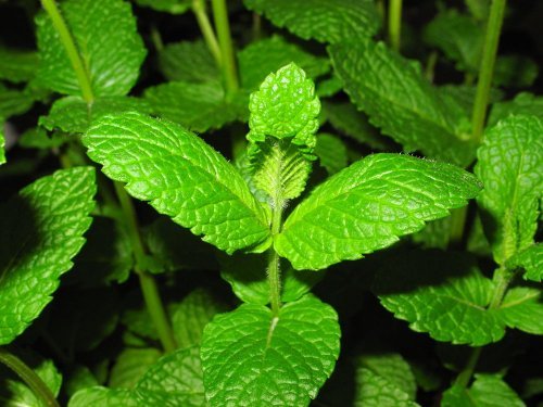 le vinaigre blanc dans le jardin comme anti-fongique