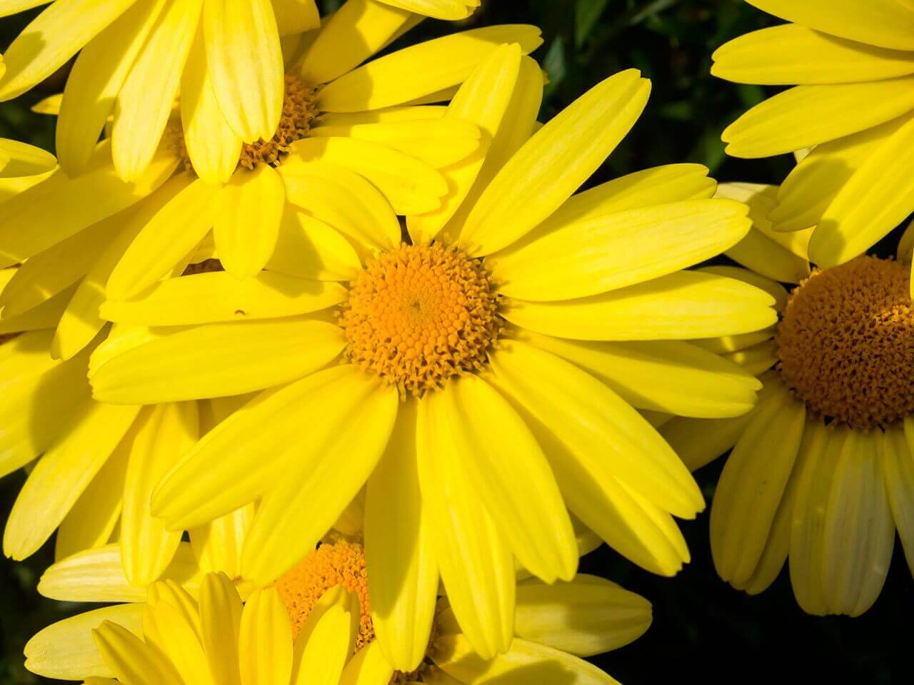 utilisations topiques de l’arnica