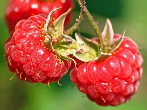 Pourquoi les framboises sont un aliment sain