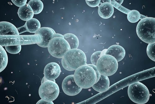 Candidose : des remèdes naturels