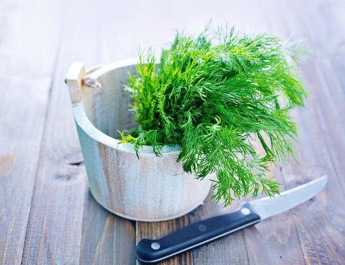l'aneth dans la cuisine méditérranéenne