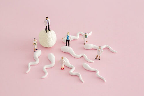 Pouvez-vous tomber enceinte d'un seul ovaire ?