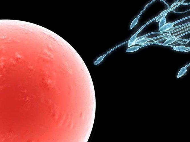 Les hormones permettent l ovulation