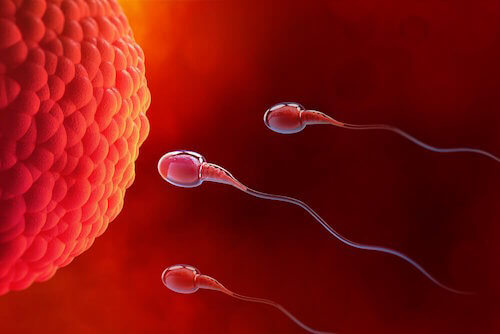 L'ovulation avec un seul ovaire