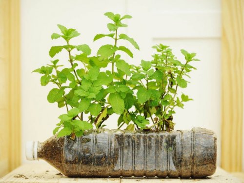 pot avec des bouteilles en plastique pour un jardin miniature