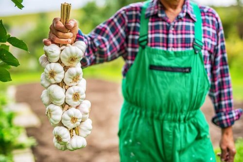 L'ail : un puissant stimulant du système immunitaire