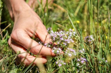 Découvrez les propriétés du thym et ses différentes utilisations