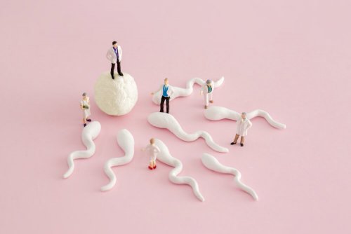 Est-il possible de tomber enceinte sans ovulation ?