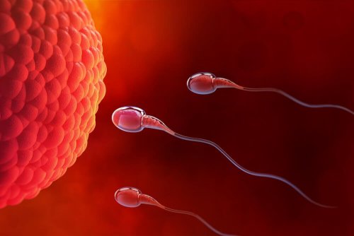 Qu'est-ce que l'ovulation