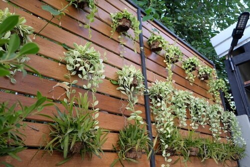 4 idées pour transformer un mur en jardin vertical