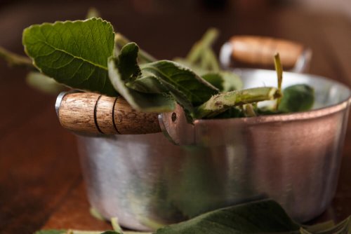 Comment préparer une infusion de boldo pour protéger son foie