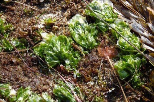 Les algues sont des engrais organiques 