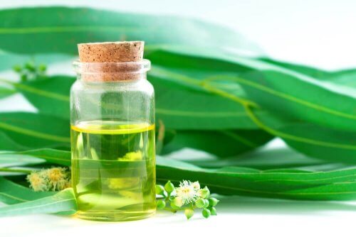L'eucalyptus possède des propriétés expectorantes