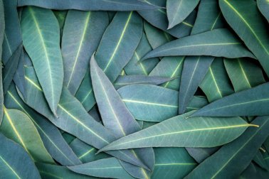 L'eucalyptus : 5 remèdes contre les problèmes respiratoires