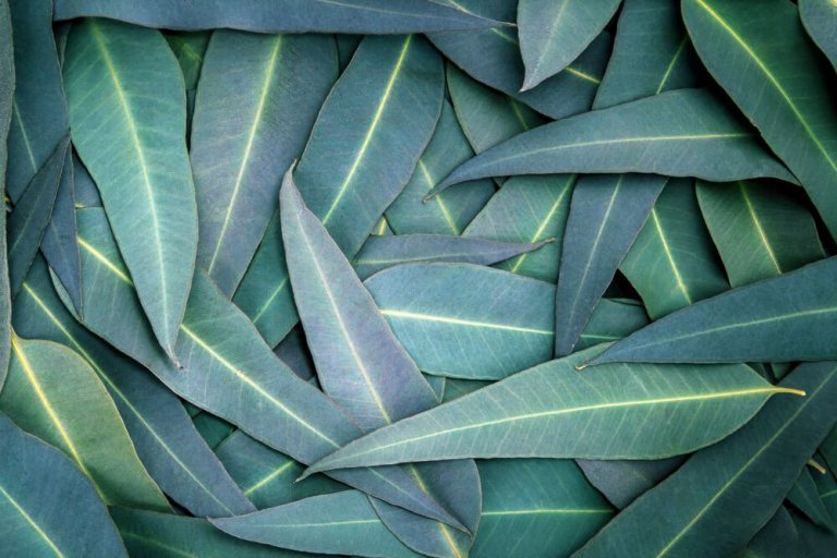 L'eucalyptus : 5 remèdes contre les problèmes respiratoires