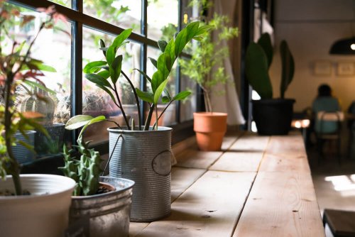 Le vinaigre pour débarrasser vos plantes des mouches blanches