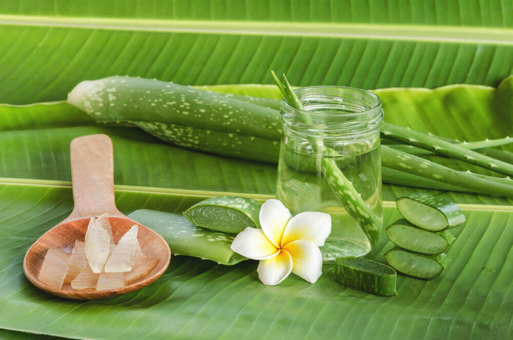 plantes médicinales que vous pouvez cultiver à la maison : aloe vera