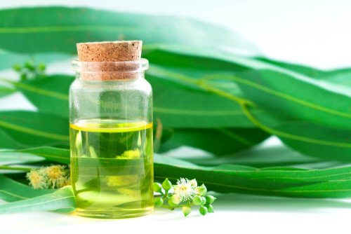 L'eucalyptus fait partie des meilleurs antibiotiques naturels