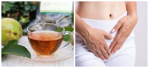 3 remèdes avec des feuilles de goyave pour traiter les pertes vaginales excessives