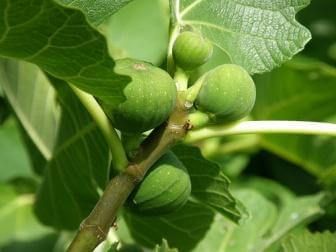 Le lait de figue permet d'éliminer les verrues