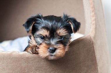 4 façons de construire des lits pour votre animal de compagnie avec des matériaux recyclés