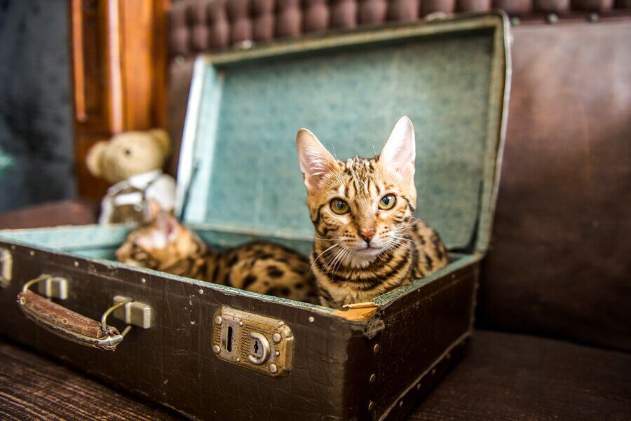 lits recyclés pour animal de compagnie
