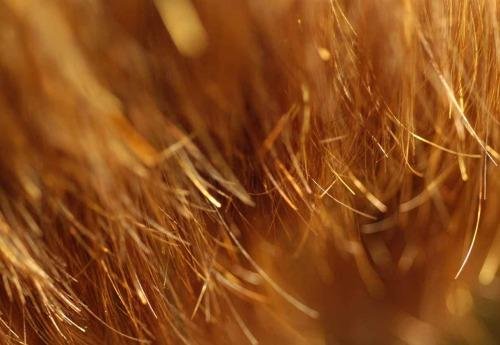 Prévenir l'apparition des fourches