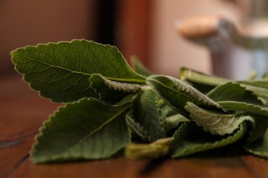 Le boldo : un remède pour préserver son foie