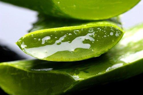 Aloe vera : ses 5 meilleurs bienfaits pour la santé
