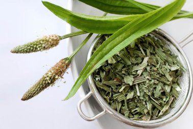 Infusion de graines de plantain : un remède efficace contre la constipation