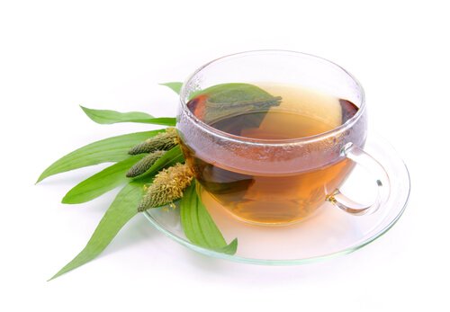 infusion de graines de plantain